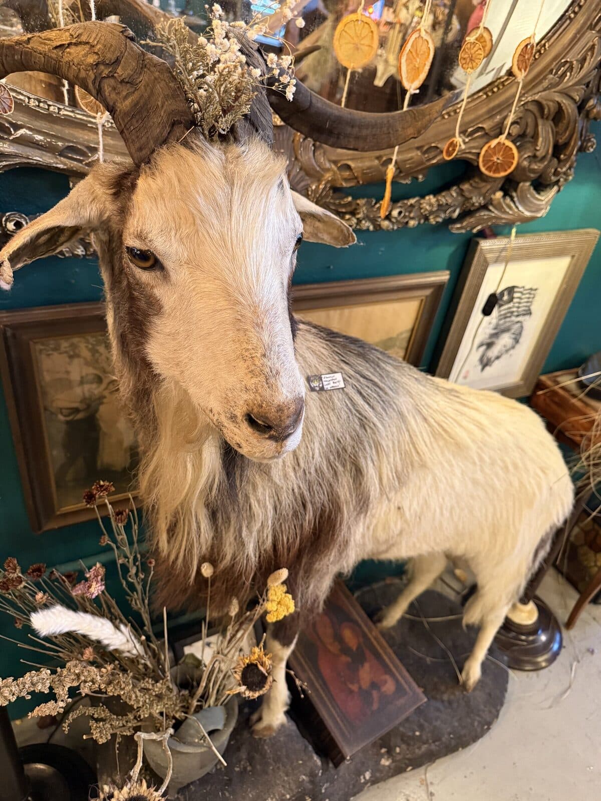 A taxidermy goat shoulder mount with dried botanicals braided into the horns, against a teal-painted wall.
